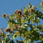 Kastanienbaum mit Kastanien