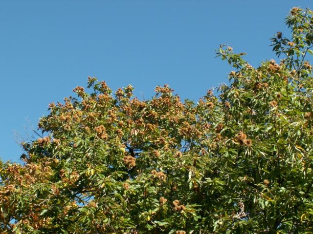 Kastanienbaum