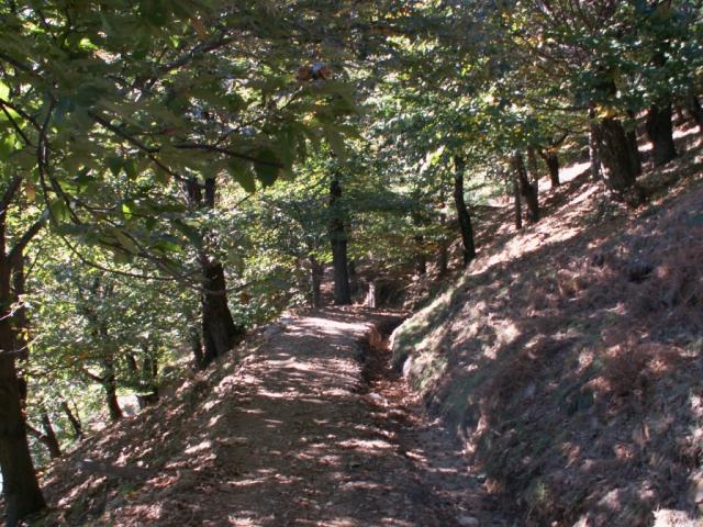 schöner Waldweg oberhalb von Vezio
