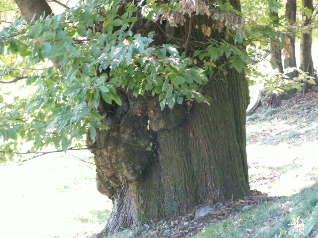 ein Kastanienbaum kann bis zu 1000 Jahre alt werden