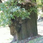 ein Kastanienbaum kann bis zu 1000 Jahre alt werden