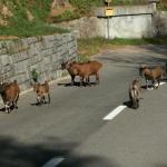 Ziegen auf der Strasse