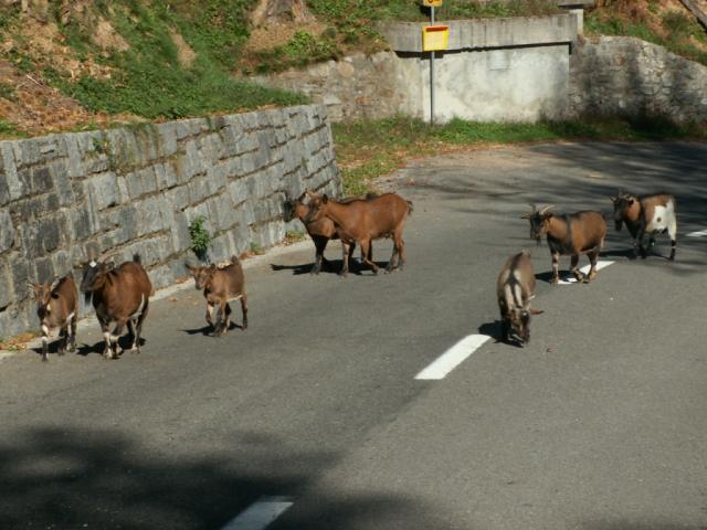 Ziegen auf der Strasse