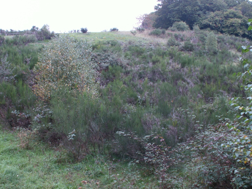 Ginster soweit das Auge reicht