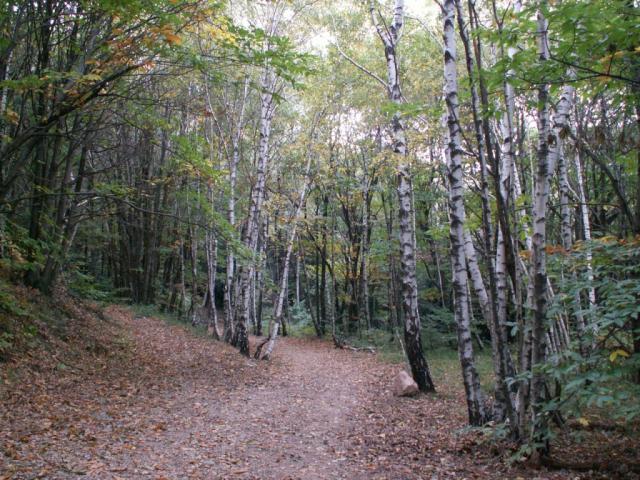 so ein schöner Wald