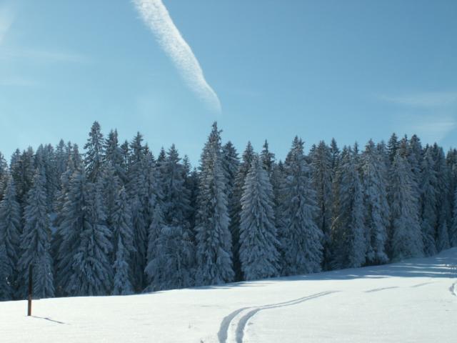 hier oben sind die Tannen noch voller Schnee