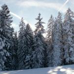 Winterlandschaft