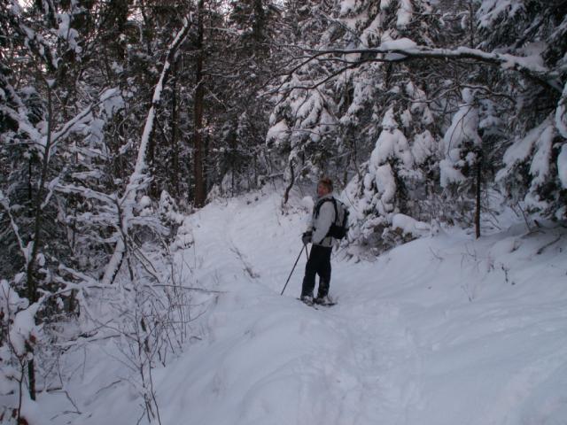 ein schöner Weg durch den Wald