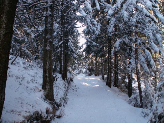 jetzt geht es durch den Wald