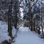 jetzt geht es durch den Wald