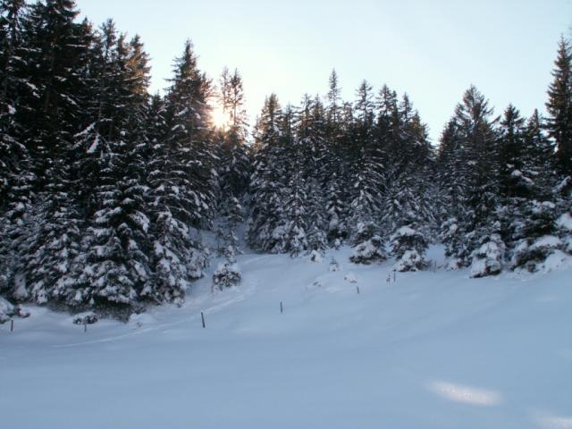 nun geht es wieder durch den Wald