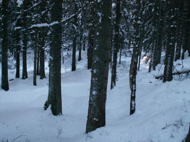 Winterwald