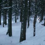 Winterwald