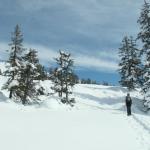 Mäusi zieht ihre Spur