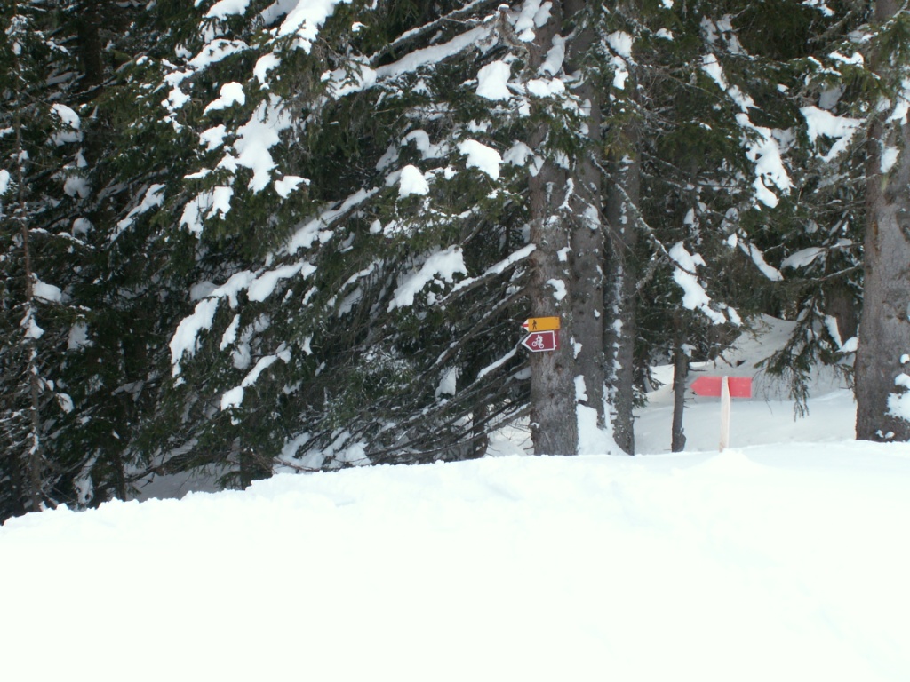 es geht durch den Wald