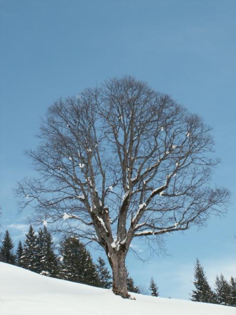 Winter Impressionen