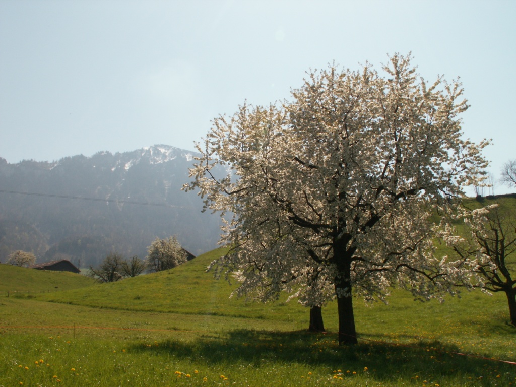 blühende Obstbäume im Hintergrund Buochserhorn