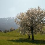 blühende Obstbäume im Hintergrund Buochserhorn