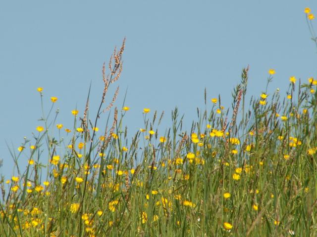 so eine schöne Wiese