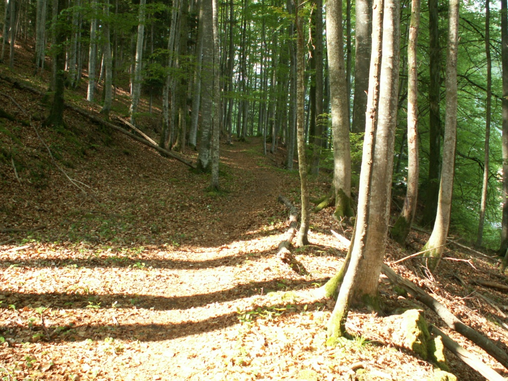 im Kaiserstuhler Wald