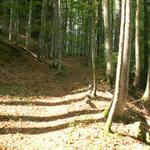 im Kaiserstuhler Wald