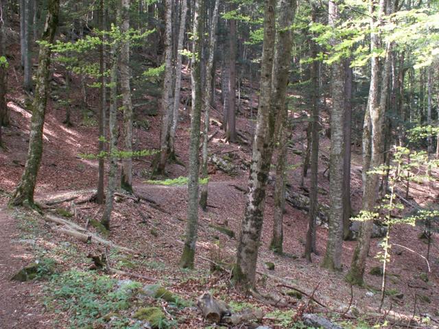 Chalhüttliwald Richtung Brünig