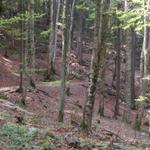 Chalhüttliwald Richtung Brünig