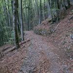 Waldweg Richtung Brienzwiler