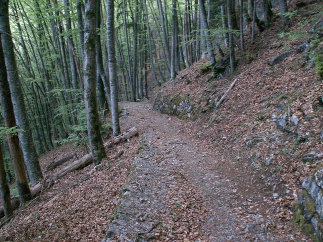 Waldweg Richtung Brienzwiler