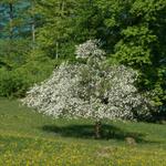 Obstbaum in Blüte