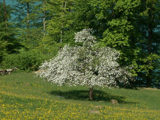 Obstbaum in Blüte