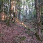 mystischer Wald kurz nach dem Brünig