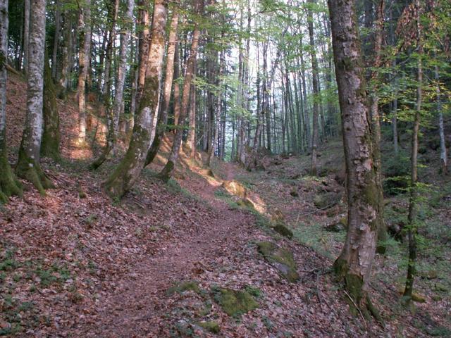 mystischer Wald kurz nach dem Brünig