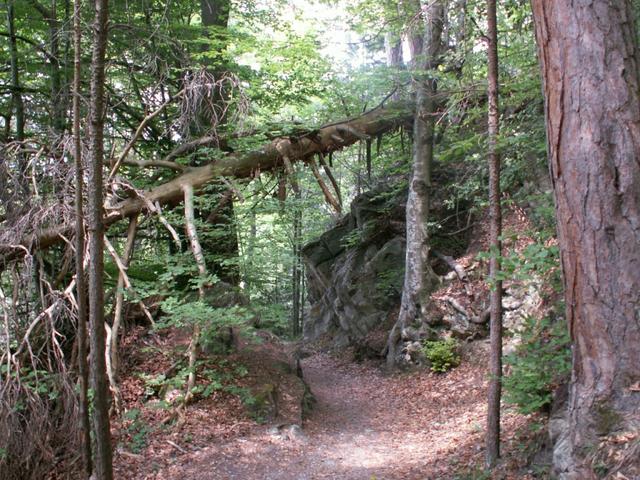 es geht durch einen schönen Wald