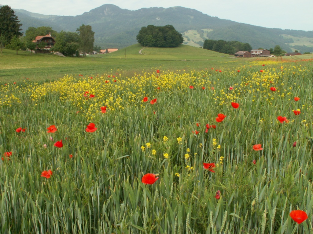 Kornfelder mit Mohnblumen