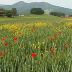 Kornfelder mit Mohnblumen