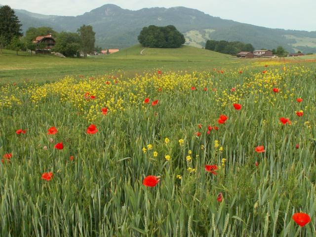 Kornfelder mit Mohnblumen