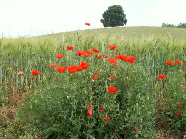 überall Mohnblumen