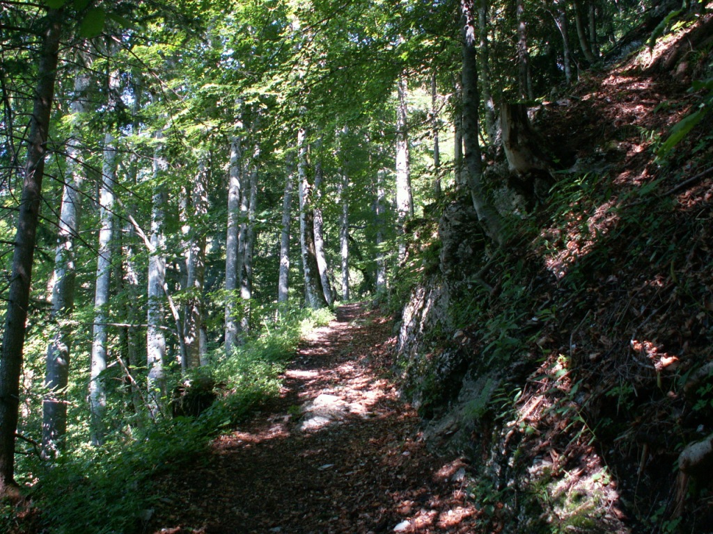 im Wald aufwärts Richtung Böstritt