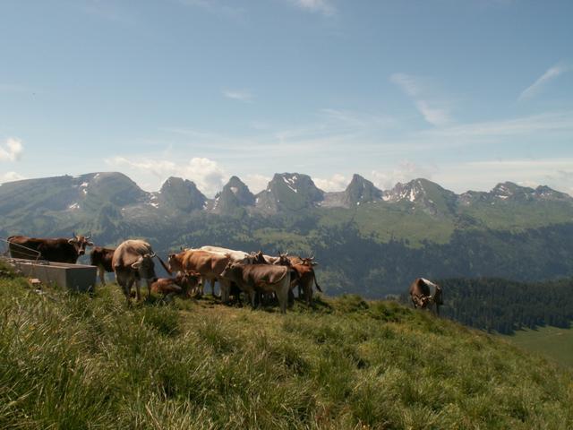 Kühe mit Churfirstenkette