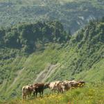Kühe bei Gibelstöck, im Hintergrund das Gratgädemli