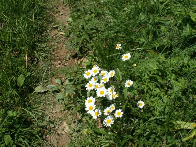 Blumen am Wegrand