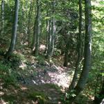 im kühlen Wald