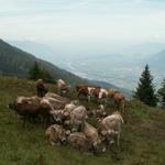 auf der Alp Stofel weiden 450 Kühe