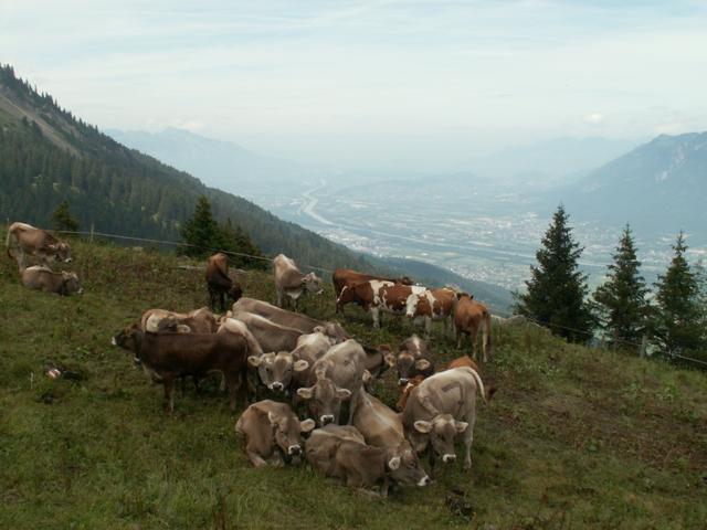 auf der Alp Stofel weiden 450 Kühe