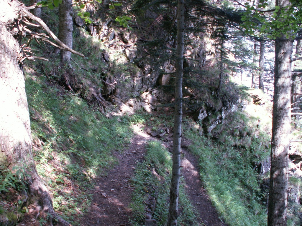 romantisch wilder Waldweg