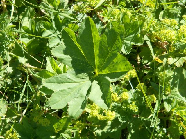 schönes Blatt