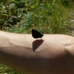 berührt dich ein Schmetterling bringt das Glück