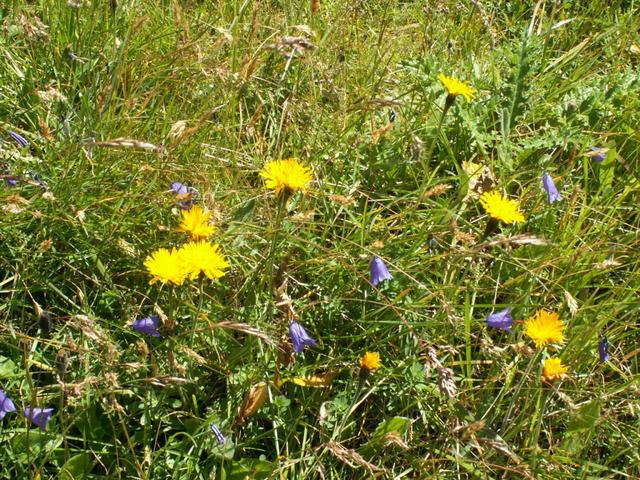 schöne Blumen