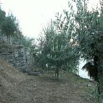 Olivenhaine in Gandria